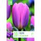 Tulip Light & Dreamy