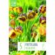Fritillaria Michailovskyi