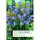 Hyacinthoides Non-Scripta (English Blue Bells)