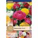 Ranunculus Mixed Colours