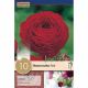 Ranunculus Aviv Red