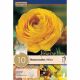 Ranunculus Aviv Yellow
