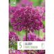Allium Purple Sensation