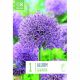 Allium Gladiator