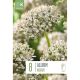Allium Nigrum