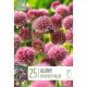 Allium Sphaerocephalon