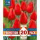 Tulip Triumph Red  - Promotion Pack of 20 Bulbs
