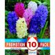 Promotion Pack - Hyacinthus Mixed Colours (10 Bulbs)