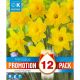Narcissi Dutch Master - Promotion Pack of 12 Bulbs