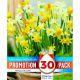 Promotion Pack - Narcissi Botanical Mixed Colours (30 Bulbs)