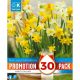 Narcissi Botanical Mixed Colours - Promotion Pack of 30 Bulbs