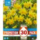 Narcissi Tête-à-Tête - Promotion Pack of 30 Bulbs