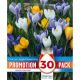 Promotion Pack - Crocus Large Flowering Mixed Colours (30 Bulbs)