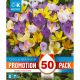 Crocus Specie Mixed Colours - Promotion Pack of 50 Bulbs