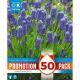 Muscari Armeniacum  - Promotion Pack of 50 Bulbs