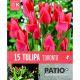 Patio Pack Tulip Greigii Toronto