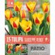 Tulip Kaufmanniana Giuseppe Verdi - Patio Bulbs for Pots