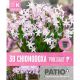 Chionodoxa Forbesii Pink Giant - Patio Collection