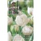 Tulip Double Mount Tacoma (Cottage Garden Collection)