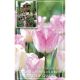 Tulip Triumph Graceland (Cottage Garden Collection)