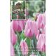 Tulip Synaeda Amor (Cottage Garden Collection)