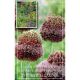 Allium Forelock (Cottage Garden Collection)