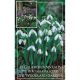 Galanthus Nivealis (Woodland Garden Collection)