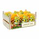 Landscape Narcissus Mixed Colours (50 Bulbs)