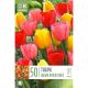 Tulip Darwin Hybrid Mix - Landscape Bag of 50 Bulbs