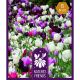 Nature's Friends Bulb Collection - Pink Shades