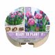 Plant-O-Mat Ø24cm Tray - Tulip Purple Prince & Muscari Latifolium