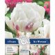 Tulip Ice Wonder - New Bulb Collection