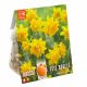 Narcissi Tête Bouclé - Double Blooming