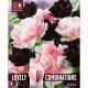 Lovely Combinations - Tulip DuoPack Double Black & Pink
