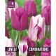Lovely Combinations - Tulip Duopack Triumph Purple & White