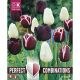 Perfect Combinations - Tulip Triumph Black Blend