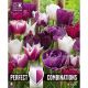 Perfect Combinations - Tulip Violet & White Blend