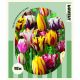 Lovely Combinations - Tulip Fireworks Blend
