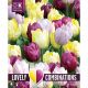 Lovely Combinations - Tulip Yellow, Purple & Lilac