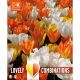 Lovely Combinations - Tulip White, Yellow & Orange
