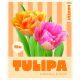 Lovely Combinations - Tulip Duopack Double Orange & Pink