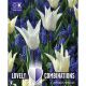Lovely Combinations - Tulip White & Muscari Blue
