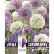 Lovely Combinations Allium Giant Bulbs