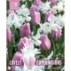 Lovely Combinations - Tulip Pink & Narcissi White