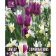 Lovely Combinations - Tulip Purple & Narcissi White