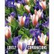 Lovely Combinations - Tulip Striped & Crocus Blue
