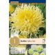 Dahlia Yellow Star