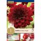 Dahlia Arabian Night