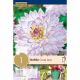 Dahlia Crazy Love