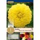 Dahlia Glorie Van Heemstede